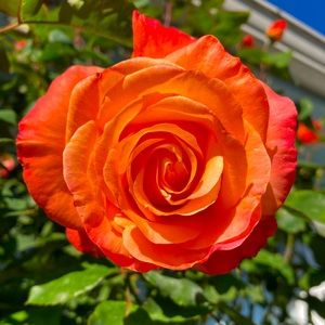 Amazing Vintage Finds